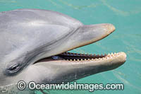 Atlantic Bottlenose Dolphin Photo - David Fleetham