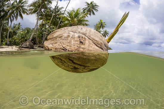 Coconut on surface photo