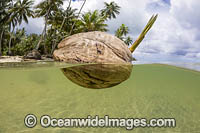 Coconut on surface Photo - David Fleetham