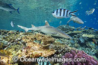 Whitetip Reef Shark Photo - David Fleetham