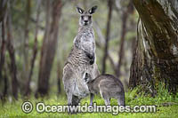 Kangaroo joey drinking milk Photo - Gary Bell