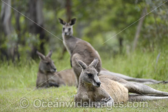 Kangaroo joey drinking milk photo