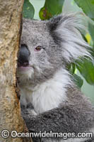 Australian Koala resting in tree Photo - Gary Bell