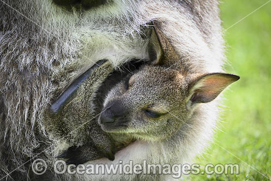 Red-necked Wallaby joey feeding photo