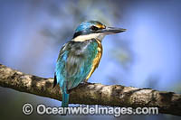 Sacred Kingfisher Photo - Gary Bell