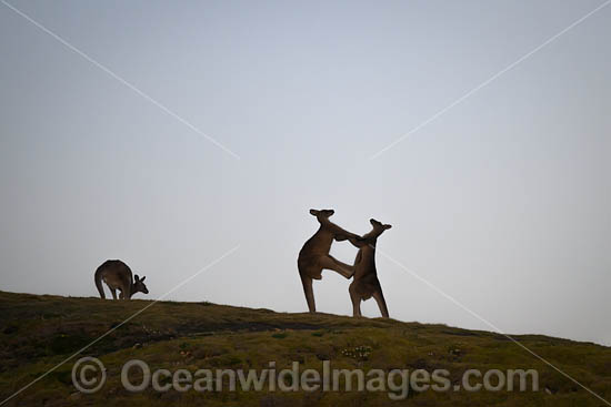 Kangaroos boxing photo