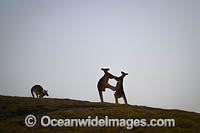 Kangaroos boxing Photo - Gary Bell