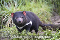 Tasmanian Devil Photo - Gary Bell