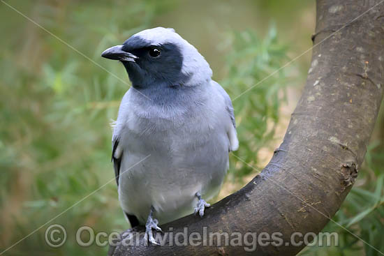 Black-faced Cuckoo-shrike photo
