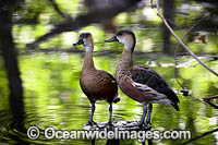 Wandering Whistling-duck Photo - Gary Bell