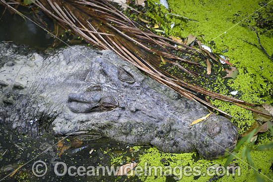 Estuarine Crocodile Warning Sign photo