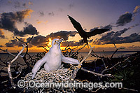 Great Frigatebird Fregata minor chick Photo - Gary Bell