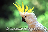 Sulphur-crested Cockatoo Cacatua galerita Photo - Gary Bell