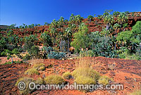 Palm Valley Outback Photo - Gary Bell