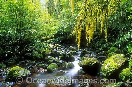 Hanging moss over rainforest stream photo