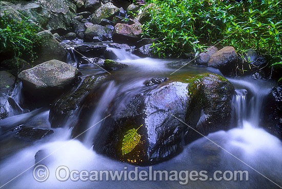 Rainforest Stream Dorrigo National Park photo