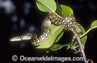Carpet Python Morelia spilota mcdowelli Photo - Gary Bell