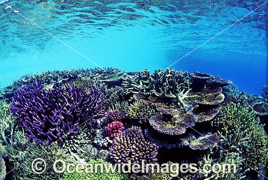 Great Barrier Reef Corals photo