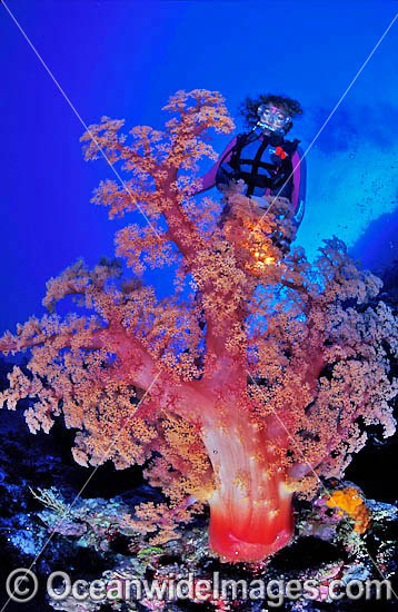 Scuba Diver and Soft Coral photo