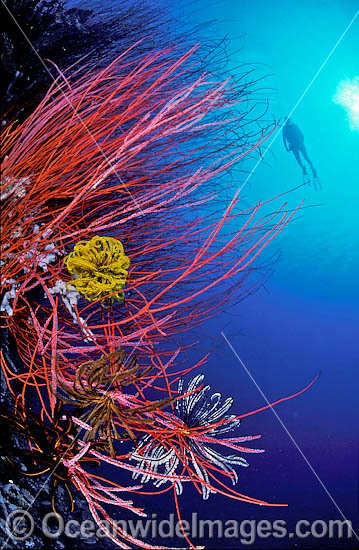 Scuba Diver with Whip Corals and Feather Stars photo