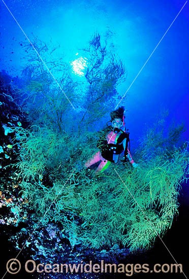 Scuba Diver and Black Coral Tree photo