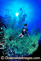 Scuba Diver and Black Coral Tree Photo - Gary Bell