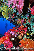 Scuba Diver with Soft Coral Tree Photo - Gary Bell