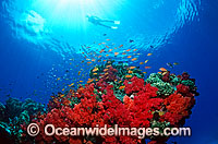 Scuba Diver exploring Soft Coral reef Photo - Gary Bell