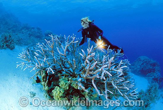Scuba Diver exploring Coral reef photo
