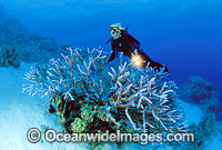 Scuba Diver exploring Coral reef Photo - Gary Bell