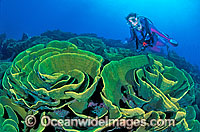 Scuba Diver and Cabbage Coral reef Photo - Gary Bell