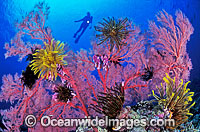 Scuba Diver and Gorgonian Fan Coral Photo - Gary Bell