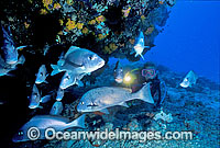 Scuba Diver and Painted Sweetlips Photo - Gary Bell