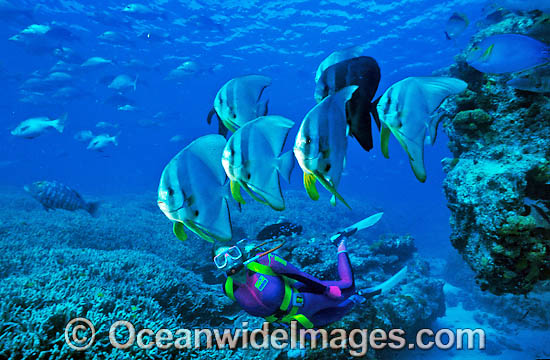 Scuba Diver with Round Batfish photo