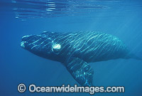 Southern Right Whale Eubalaena australis Photo - Lin Sutherland