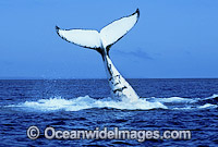 Humpback Whale tail fluke Photo - Mark Simmons
