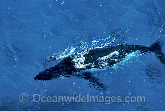 Aerial view of Humpback Whale mother with calf photo