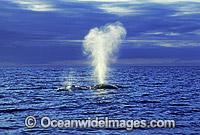Humpback Whale expelling air from blowhole Photo - Mark Simmons