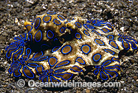 Greater Blue-ringed Octopus Hapalochlaena lunulata Photo - Bob Halstead