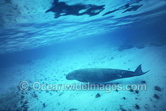 Dugong mother and calf photo