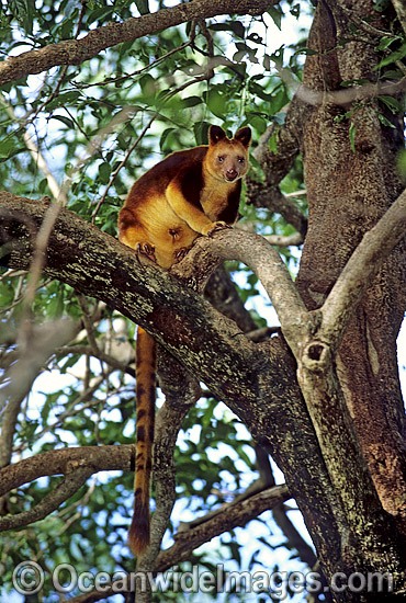 Goodfellows Tree-kangaroo photo