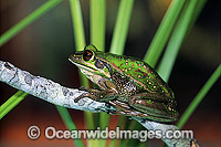 Green Golden Bell Frog Litoria aurea Photo - Gary Bell
