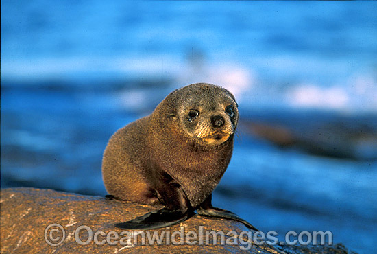 New Zealand Fur Seal pup photo
