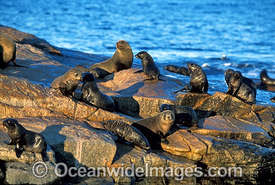 New Zealand Fur Seals photo