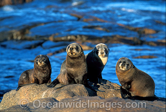 New Zealand Fur Seals Arctocephalus forsteri photo