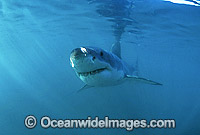 Great White Shark underwater Photo - Gary Bell