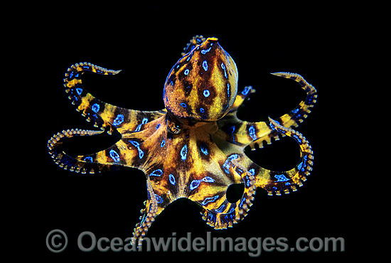 Blue-ringed Octopus Hapalochlaena maculosa photo
