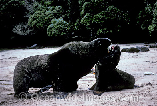 Hookers Sea Lion bull courting cow photo