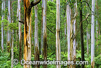 Mountain Ash Tree-fern rainforest Photo - Gary Bell