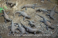 Unusual aggregation of Komodo Dragons Photo - Gary Bell
